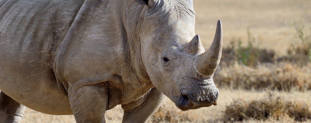 A rhino standing in dry grassland