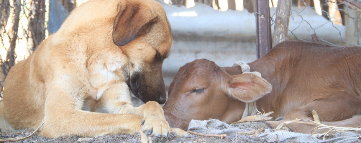 A livestock guardian dog lying nose to nose with a calf