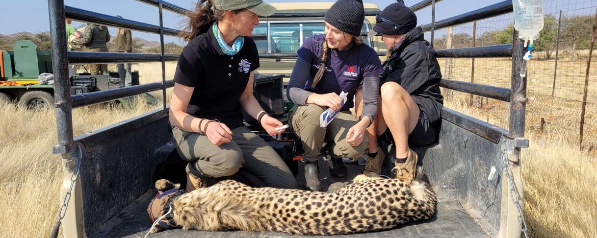 Field team kneeling beside a sedated Cheetah on the back of a vehicle