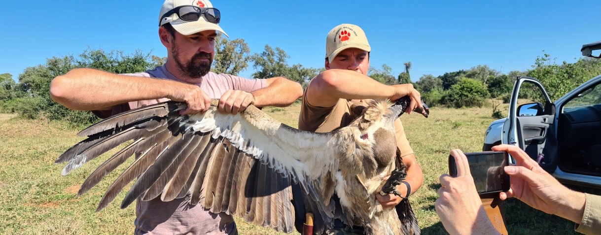 Two conservationists holding a vulture with its wing spread